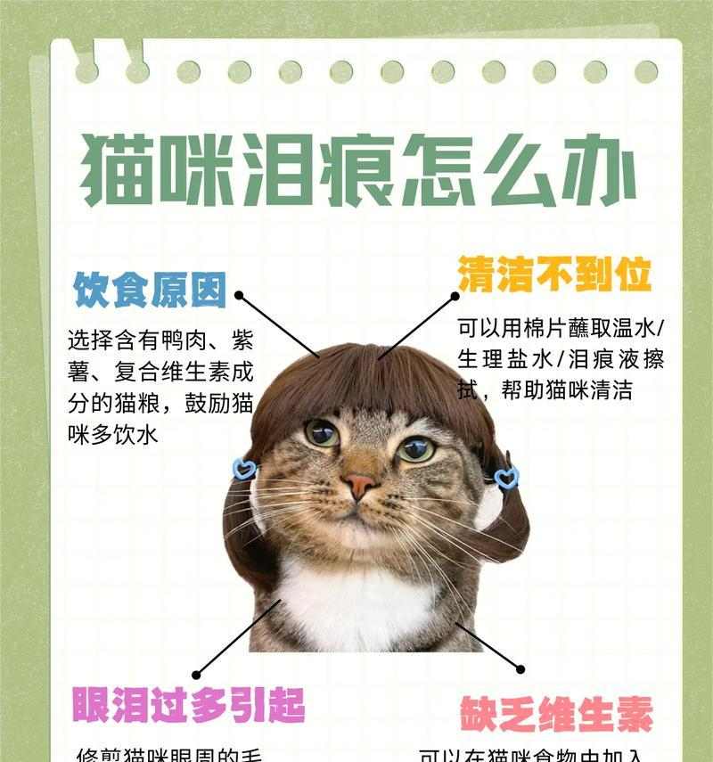 如何有效清除小猫眼屎（简单实用的清洁方法及注意事项）