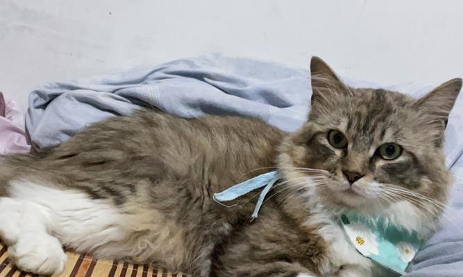 一只掌握了50多种技能的可爱猫咪（与其共享快乐，你是否训练过你的猫咪？）