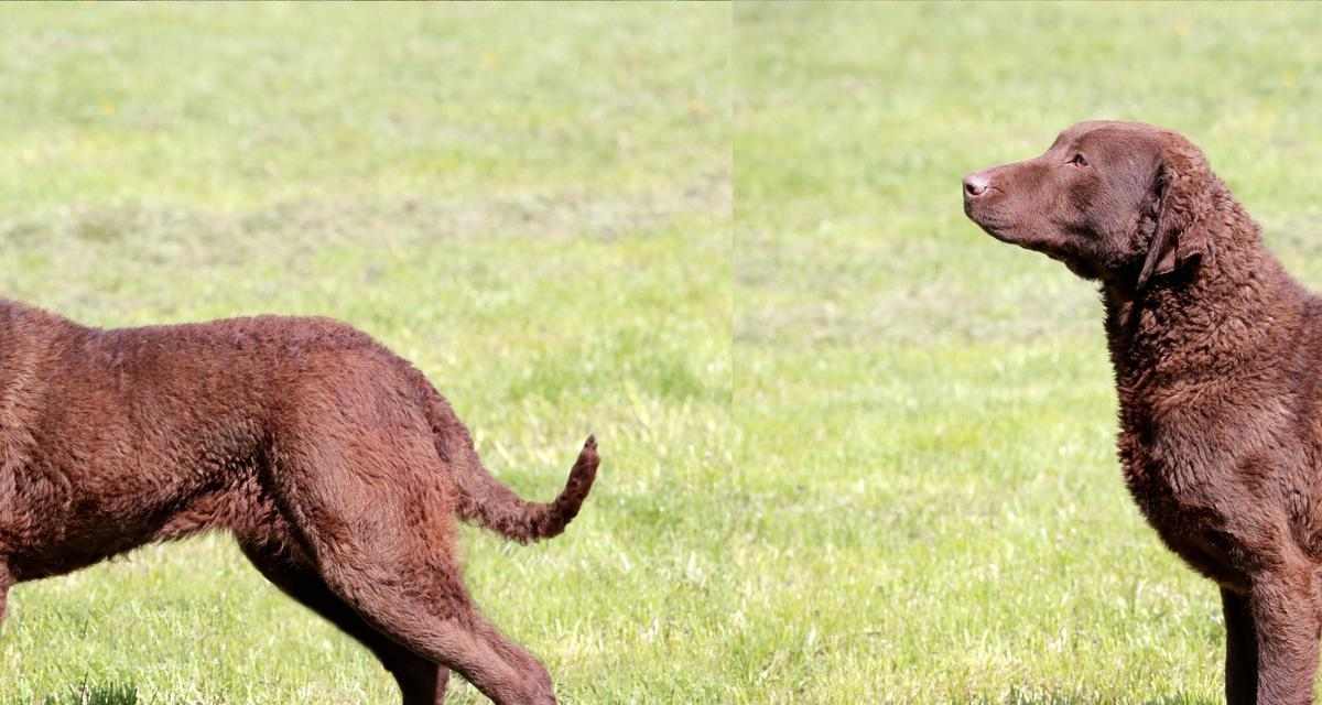 拉布拉多吐黄黄粘稠液体的原因及处理方法（拉布拉多吐黄黄粘稠液体可能是消化系统问题，需要及时诊治）