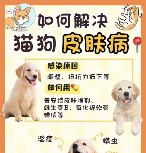 宠物狗疾病传染如何预防（了解常见狗狗传染疾病及预防措施）