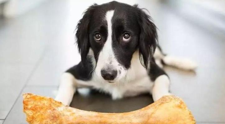 40天小狗每天吃一顿，它的饮食节律是如何形成的？（小狗饮食习惯的形成过程及影响因素）