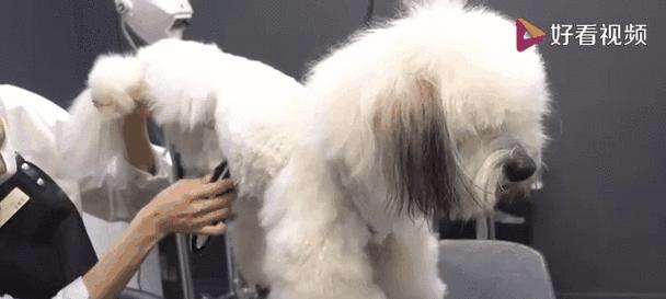 宠物狗造型（揭秘狗狗造型修剪的最佳时间和频率）