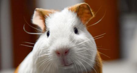 探秘可爱的啮齿类宠物（荷兰猪的全面介绍）