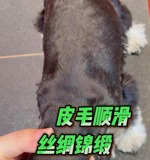 饲养雪纳瑞的要点与注意事项（雪纳瑞饲养必备知识与经验分享）