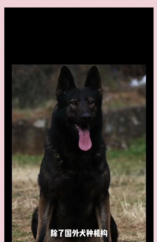 昆明犬中最佳颜色的选择（发现昆明犬最适合的颜色，提供理想的伴侣）