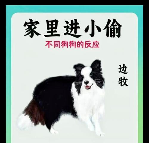 揭秘狗狗驱虫的错误认知（破解驱虫误区，守护爱犬健康）