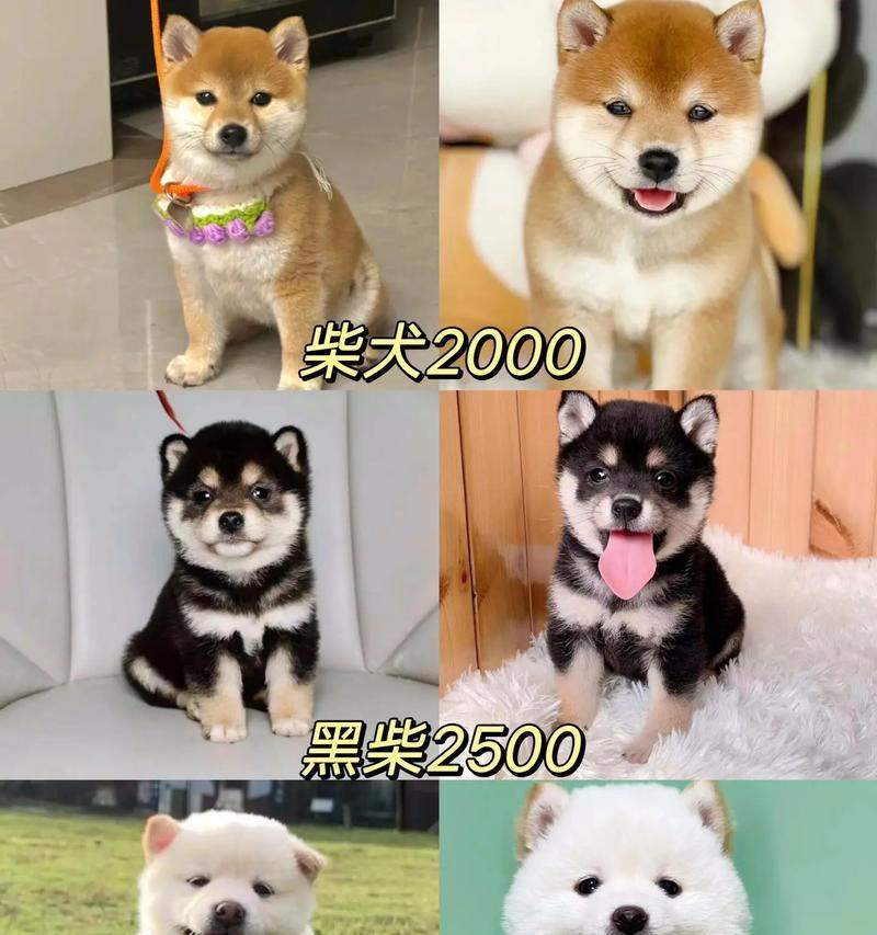 柴犬与中华田园犬的关系揭秘（揭开柴犬身世之谜，了解中华田园犬的来历）