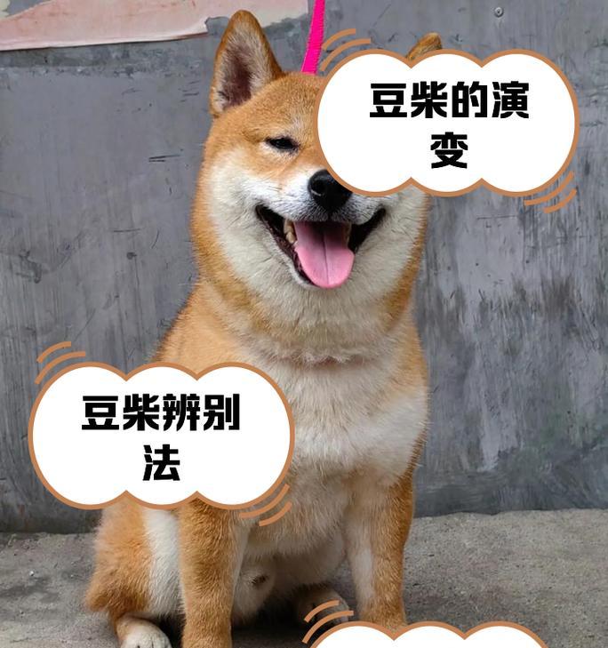 胡麻柴（探索胡麻柴的特点与魅力，认识纯正血统的柴犬之美）