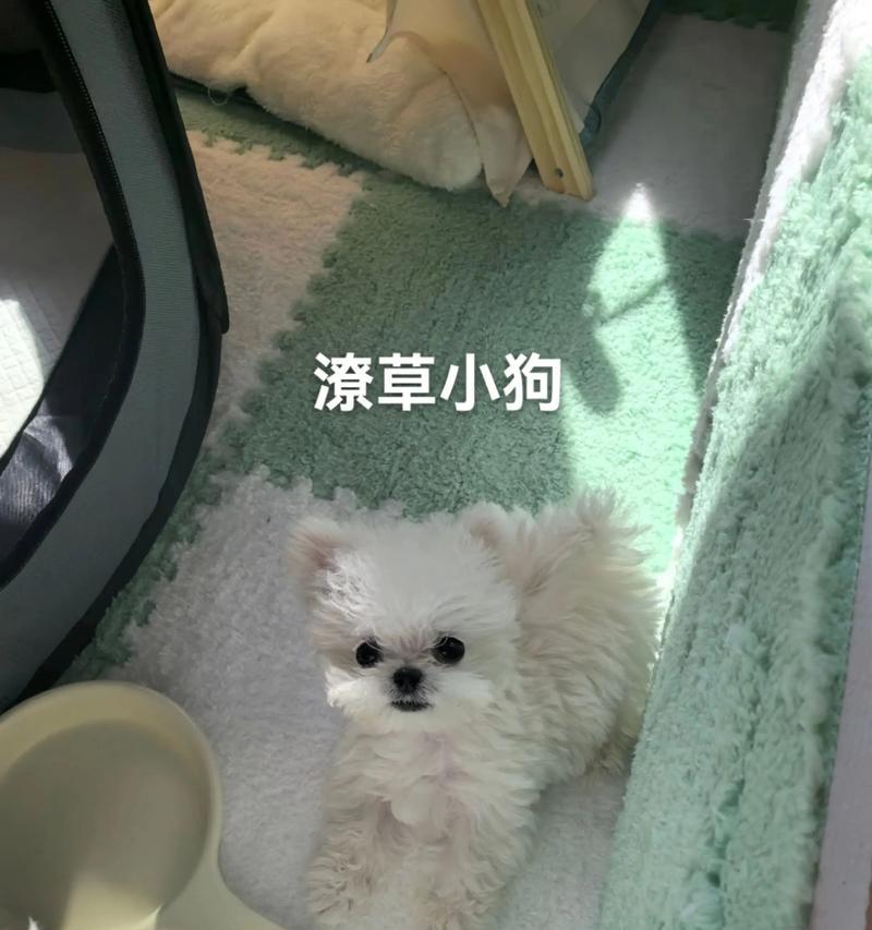 比熊体重与月龄对照表（探索比熊宝宝的生长规律，关注健康饲养）