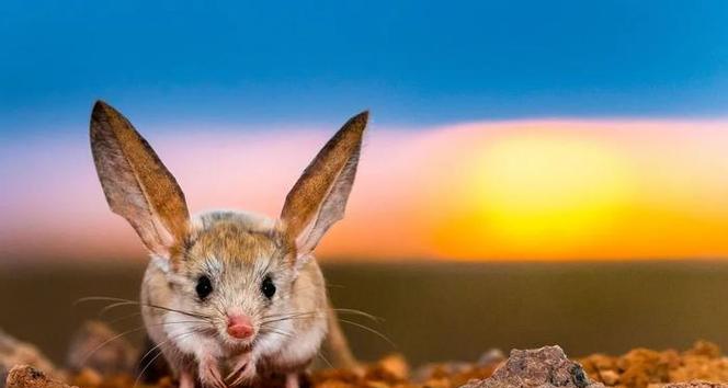 非洲跳鼠的饲养方法（如何成为一名成功的非洲跳鼠养殖者）