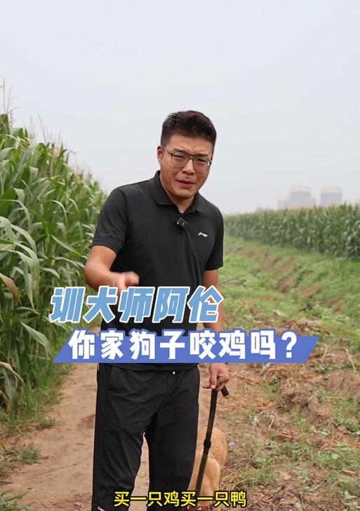 探索狗为何喜欢咬鸡的原因（解析狗对鸡产生强烈咬咬欲的根源）