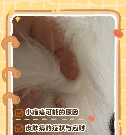 狗背上的大包（困扰宠物狗的难题与无尽关爱）