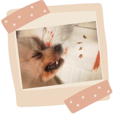 狗狗嘴巴周围红红的用什么药治疗？