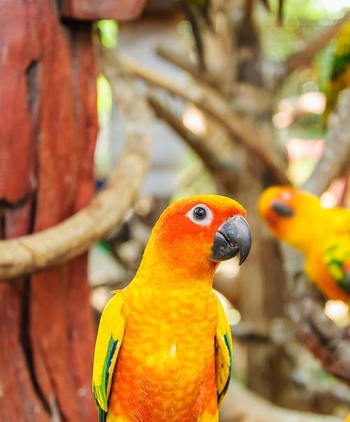 喋喋吸蜜鹦鹉的饲养方法（培养它的品种特色，让它成为你家的“明星鸟”）