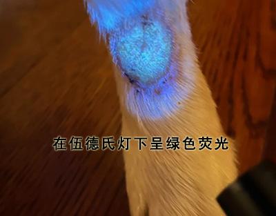 治疗狗癣,别再听信土方法了!拒绝迷信