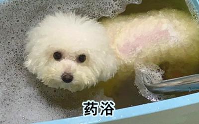 治疗狗癣,别再听信土方法了!拒绝迷信