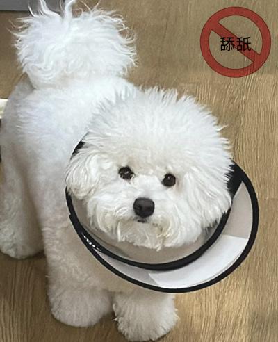 治疗狗癣,别再听信土方法了!拒绝迷信