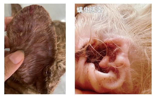 狗狗耳疾告急:如何正确处理耳朵皮肤结痂?