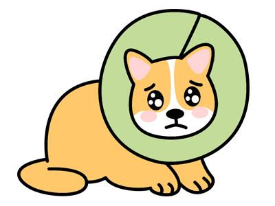 狗狗耳疾告急:如何正确处理耳朵皮肤结痂?