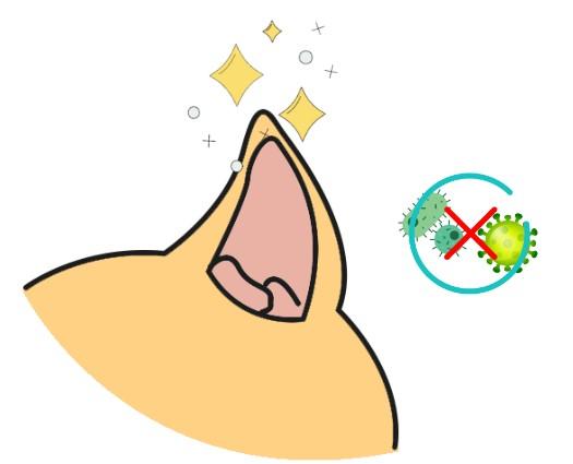 狗狗耳疾告急:如何正确处理耳朵皮肤结痂?