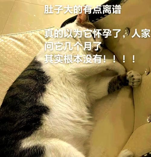 小猫肚子大能撑多久？（探究小猫肚子大的原因及其对生活的影响）