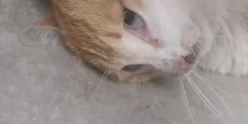 小猫中毒后的康复之路（探讨小猫中毒的康复时间和方法）