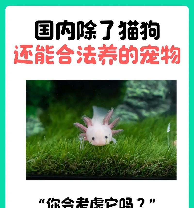 不同品种的宠物你了解多少？（探索世界上最受欢迎的宠物品种，你可能会惊讶！）