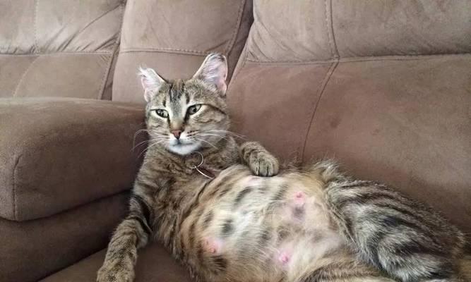 猫咪生完小猫后多久能再次怀孕？（探究猫咪产后发情周期及怀孕时间）
