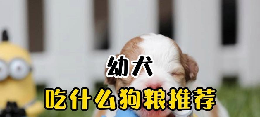 幼犬何时开始吃狗粮？（小狗崽一岁多才能吃狗粮吗？）