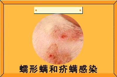 狗狗皮肤出现红点?别慌!这些药物帮你轻松应对