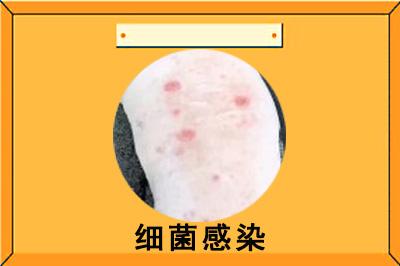 狗狗皮肤出现红点?别慌!这些药物帮你轻松应对