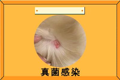 狗狗皮肤出现红点?别慌!这些药物帮你轻松应对