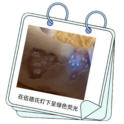 狗狗真菌性皮肤病治疗要多少钱？