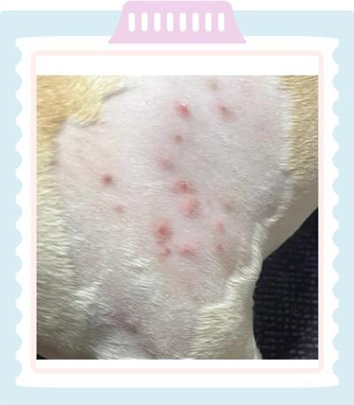 宠物护理新知:如何应对狗狗的红疙瘩和掉毛问题