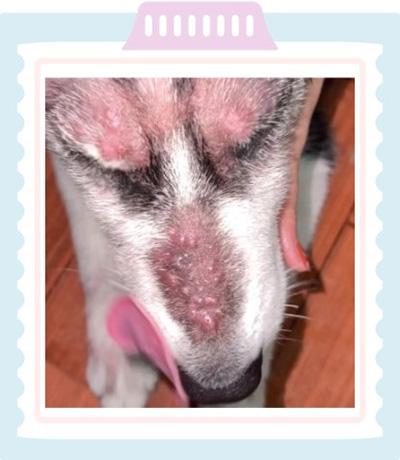 宠物护理新知:如何应对狗狗的红疙瘩和掉毛问题