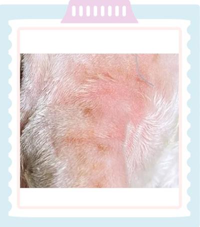 宠物护理新知:如何应对狗狗的红疙瘩和掉毛问题