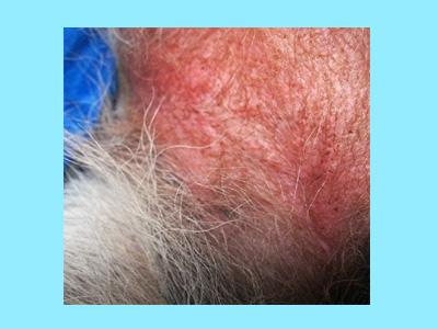 狗狗肚皮上有红疙瘩用什么药?