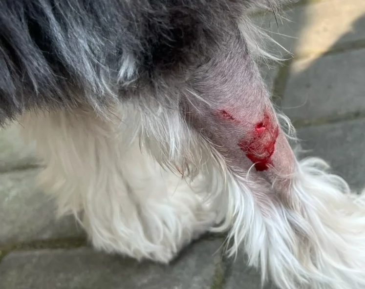 狗狗皮肤伤口化脓破裂了怎么处理？
