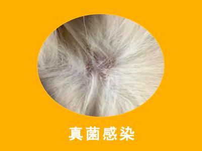 揭秘狗狗皮肤结痂硬块:常见皮肤病大盘点