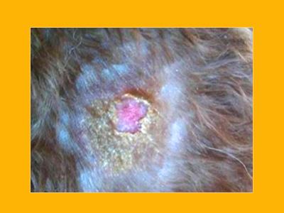 揭秘狗狗皮肤结痂硬块:常见皮肤病大盘点