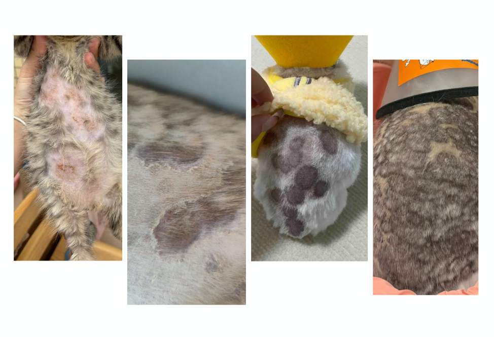 猫咪得猫癣太严重了怎么办？别急，看这里！