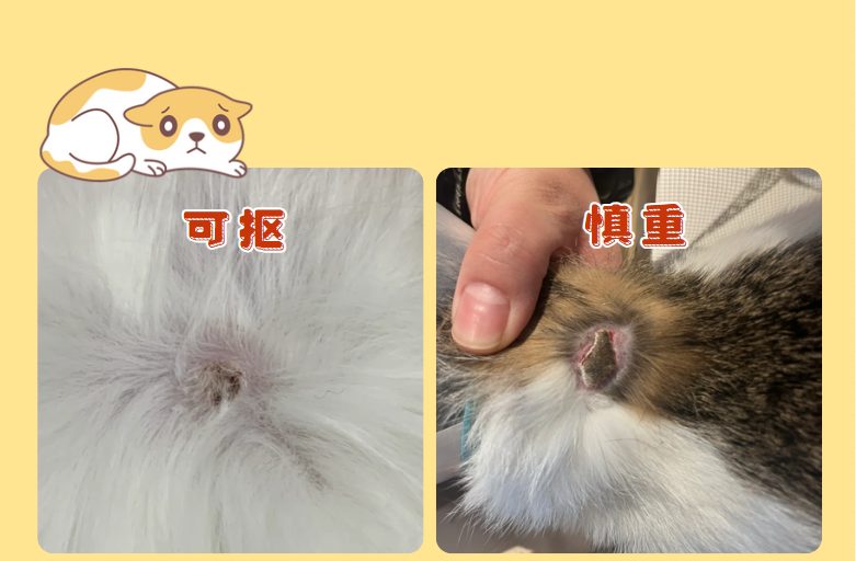 猫咪皮肤病结痂了怎么办?