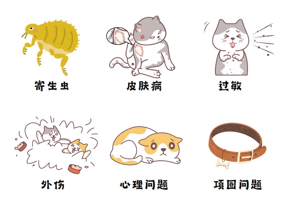 猫咪脖子上毛秃了一块怎么办？