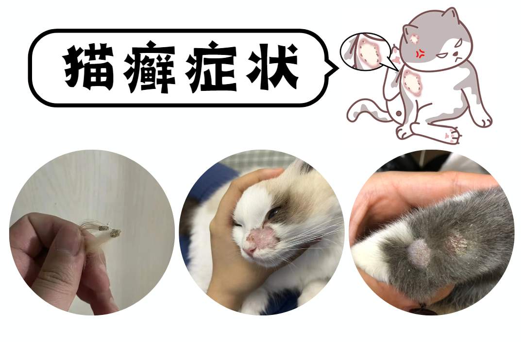 猫癣的症状图片