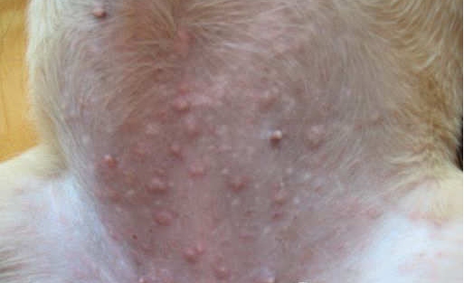带图辨别狗狗湿疹|狗狗湿疹用什么药治疗？