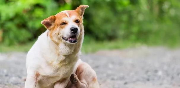 为何狗狗总是喜欢在地上打滚？（探究狗狗打滚的原因与可能的健康问题。）