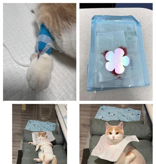 母猫绝育后的恢复时间及注意事项（详解母猫绝育术后恢复时程和必要护理措施）