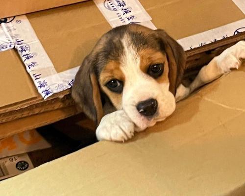 比格犬的价格及与巴吉度的区别（了解比格犬和巴吉度的特点和价格差异）