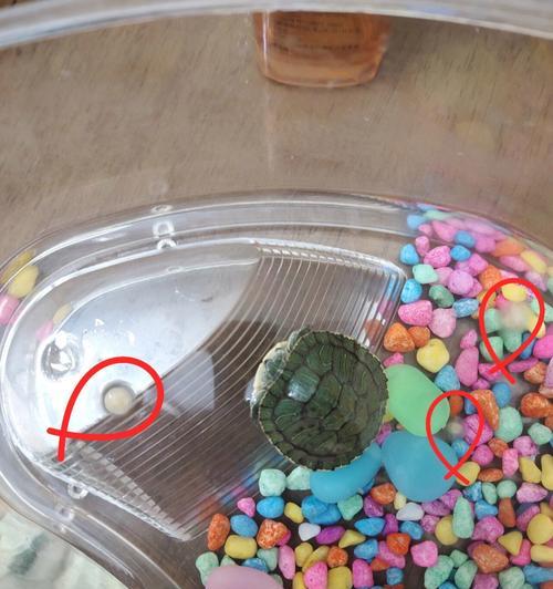 孵化龟蛋温度过低的危害及应对措施（低温孵化对龟蛋的影响及有效控制方法）