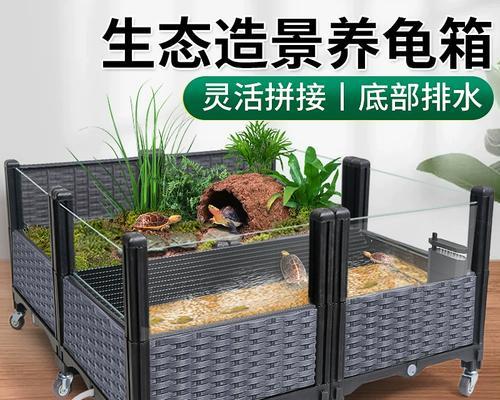 如何正确养护黄缘龟？（黄缘龟饲养方法及关键要点）